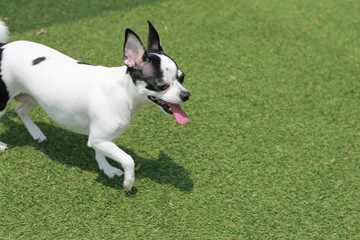 Happy puppies in a private playground