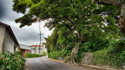 제주도 마을 골목길 올레길