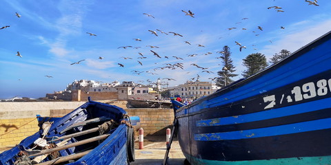 Essaouira - fishing boats and seagulls