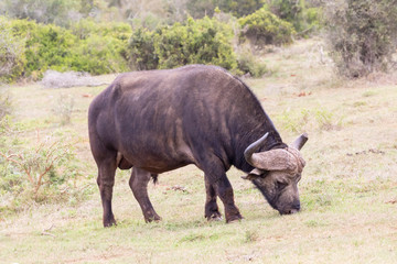 Obraz premium Cape Buffalo (Syncerus caffer) bull grazing in woodland savannah, Addo Elephant National Park, Eastern Cape, South Africa