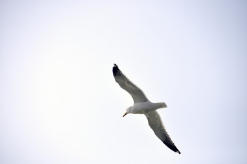 seagull in flight