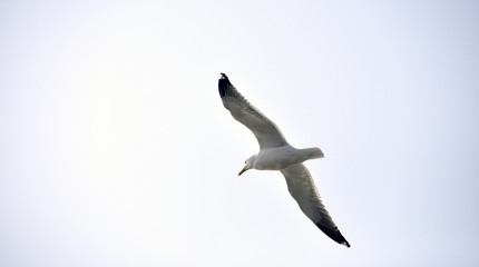 seagull in flight