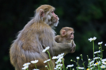 Monkey holding her baby among flowers in India