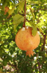 Pomegranate