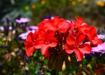 Red geranium flowers in the garden of Tenerife,Canary Islands,Spain.Blooming pelargoniums.Ornamental gardening concept.Selective focus.