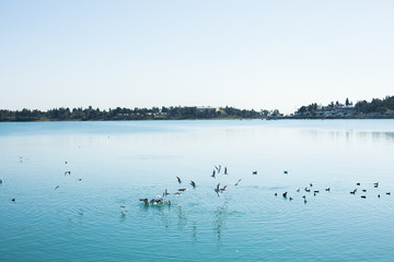 Birds on the river, lake or blue sea in the nature. Seagulls by the sea or river.