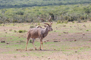 Greater Kudu bull, Tragelaphus strepsiceros, Addo Elephant National Park, Eastern Cape, South Africa