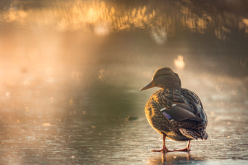 Closeup portrait of a mallard duck