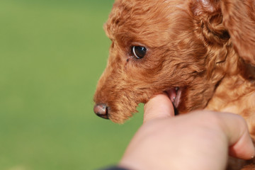 Happy puppies in a private playground