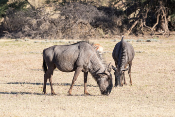 Blue Wildebeest or Brindled Gnu (Connochaetes taurinus) grazing in Kalahari savanna, Northern Cape, South Africa