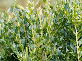 (Buxus sempervirens) Common box or boxwood, an ornamental shrub with small yellow-green oval, opposite leaves along stems