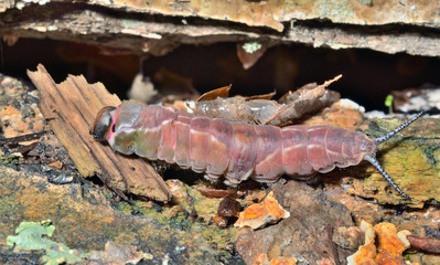 Caterpillar (Cerura erminea) 14