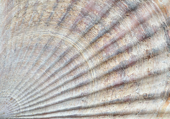 Surface of shell of scallop 8