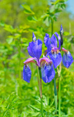 Flower of iris (Iris setosa) 1