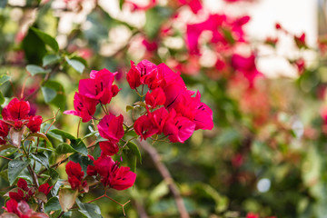 Red Bougainvillea flowers in Tenerife. Floral background.	