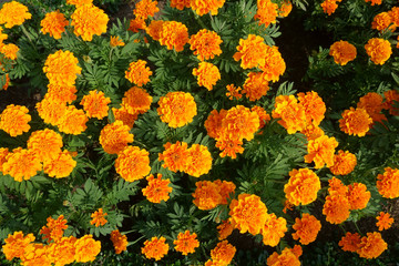 Fototapeta na wymiar Orange flowers blooming In garden 