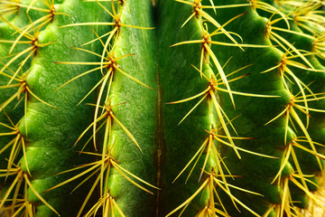 close up of thorn cactus
