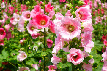 pink flowers in the garden