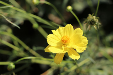 Yellow Cosmos sulphureus flower on the green tree. It is also known as sulfur cosmos and attract birds and butterflies.