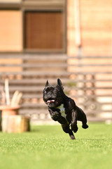 フレンチブルドッグ