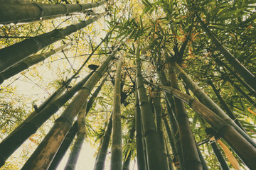 bamboo tree, low angle view 