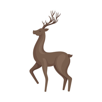Forest Graceful Deer with Antlers in Standing Pose With His Leg Up Vector Illustration. Wildlife of Forest Mammals Concept