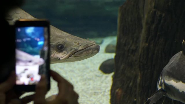 Close up. a large brown fish with thick lips swims in the clear water. Visitors take photos on the phone.