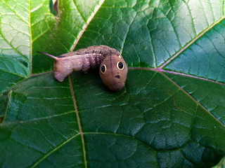 Red Daphnis nerii Caterpillar or oleander hawk-moth closeup on green leaf