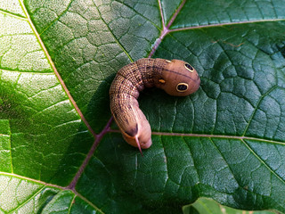 Red Daphnis nerii Caterpillar or oleander hawk-moth closeup on green leaf