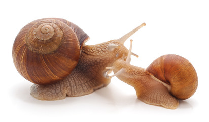 Two large snails.