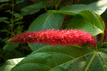 Acalypha hispida Burm.f. Species of female stamens are red, long, clustered on the red, prominent...