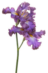 iris flower isolated