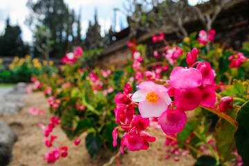 Fototapeta na wymiar One of the beautiful flowers located in Ulun Danu Beratan Temple, Bali.