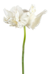 tulip flower isolated