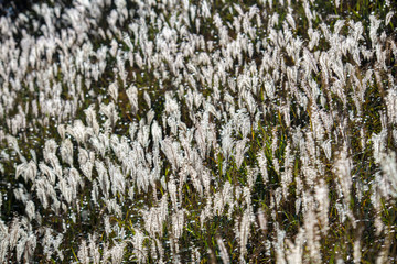 すすきの草原（大山・鳥取県）