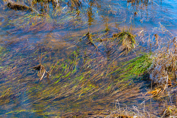 The grass on the bottom of the Creek as a natural pattern	