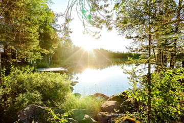 morning in forest, in Sweden Scandinavia North Europe - obrazy, fototapety, plakaty