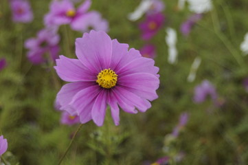  Cosmos field in cloudy weather