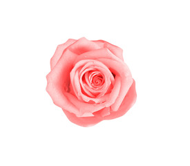 Fototapeta na wymiar Single pink rose flower and water drops isolated on white background and clipping path