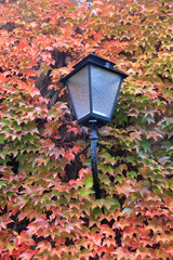 Street lamp on a background of red leaves of wild grapes.