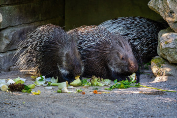 Indian crested Porcupine, Hystrix indica in a german zoo