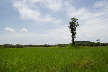 Fototapeta na wymiar Amazonas tree