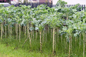 Kale cabbage. Winter cabbage also known as italian kale or lacinato growth in row. Ogranic cabbage mediterranean garden. Ingredient in italian and turkish cuisine. Kale growing in outdoor garden.