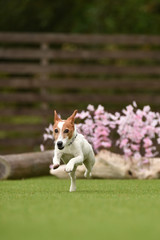 ジャックラッセルテリア