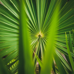 Small green palm tree and fuzzy leaves in the background