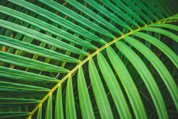 Diagonal palm branch on top of other branches