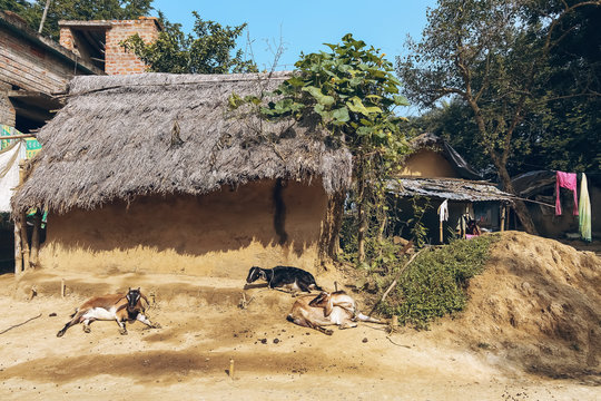 Mud hut with thatched roof with goats sitting in the courtyard at a village in West Bengal, India
