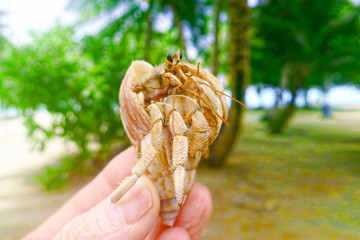 Beautiful crab. Shell. Sand. Beautiful wildlife Maldives.