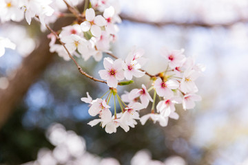 桜