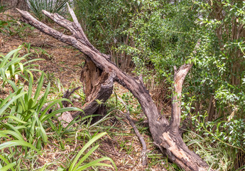 A dead rotten tree collapsed in a forest image in horizontal format